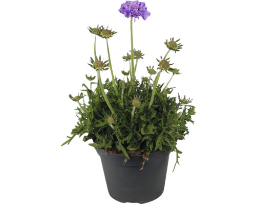 Scabiosa în ghiveci
