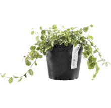 Plantă de interior Ficus pumila într-un ghiveci de plastic Ecopots negru și rotund cu Ecopots Logo.
