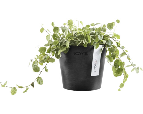 Plantă de interior Ficus pumila într-un ghiveci de plastic Ecopots negru și rotund cu Ecopots Logo.