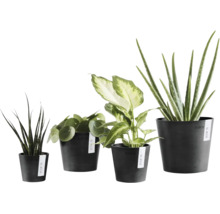 Patru plante de interior diferite în ghivece negre Ecopots, Sansevieria, Pilea, Dieffenbachia și Aloe Vera.