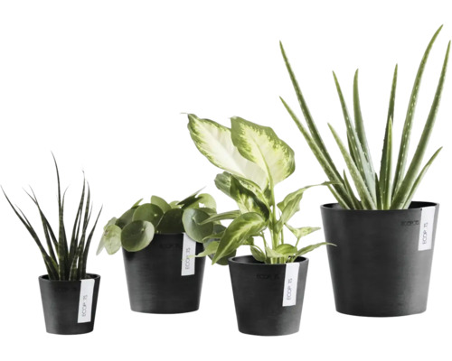 Patru plante de interior diferite în ghivece negre Ecopots, Sansevieria, Pilea, Dieffenbachia și Aloe Vera.