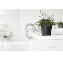 Plantă verde în ghiveci Ecopots pe o suprafață albă într-o cameră luminoasă și modernă.