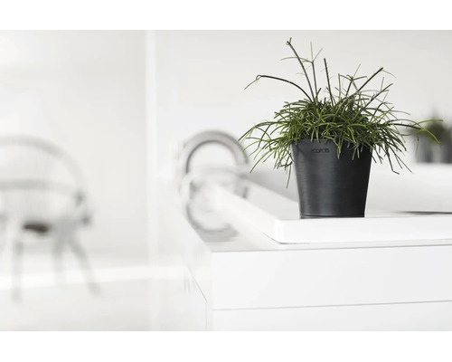 Plantă verde în ghiveci Ecopots pe o suprafață albă într-o cameră luminoasă și modernă.