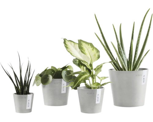 Patru plante de interior diferite, cum ar fi Aloe Vera și Pilea, în ghivece Ecopots din plastic reciclat, de dimensiuni diferite.