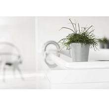 Ghiveci gri Ecopots cu plantă verde într-un cadru luminos, modern și minimalist.