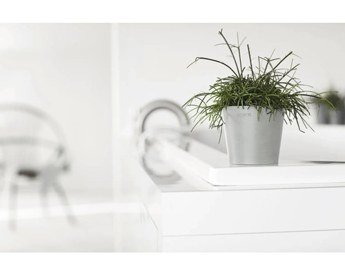 Ghiveci gri Ecopots cu plantă verde într-un cadru luminos, modern și minimalist.