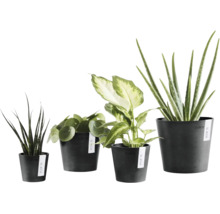 Diverse plante de interior în ghivece Ecopots de culoare închisă, inclusiv Sansevieria, Pilea, Dieffenbachia și Aloe Vera.