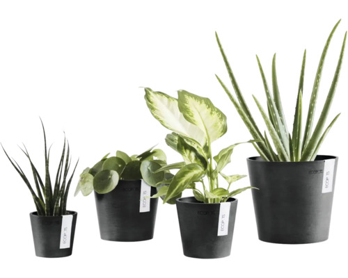 Diverse plante de interior în ghivece Ecopots de culoare închisă, inclusiv Sansevieria, Pilea, Dieffenbachia și Aloe Vera.