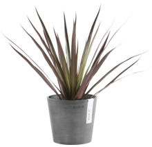 Plantă de interior Cordyline cu frunze lungi ascuțite roșu închis într-un ghiveci de plastic gri Ecopots.