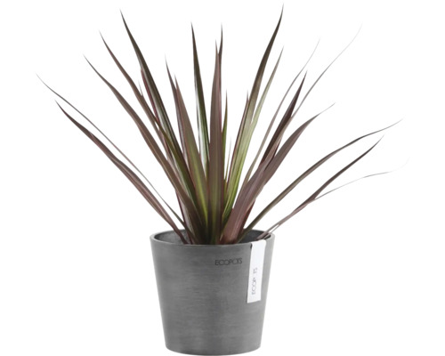 Plantă de interior Cordyline cu frunze lungi ascuțite roșu închis într-un ghiveci de plastic gri Ecopots.
