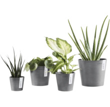 Patru plante de interior diferite, inclusiv Pilea și Aloe Vera, în ghivece gri Ecopots din plastic reciclat.