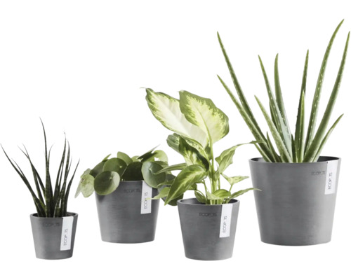 Patru plante de interior diferite, inclusiv Pilea și Aloe Vera, în ghivece gri Ecopots din plastic reciclat.