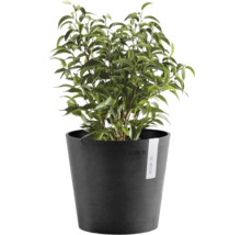 Plantă de interior Ficus Benjamina într-un ghiveci rotund gri închis Ecopots.