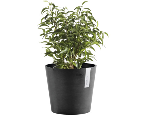 Plantă de interior Ficus Benjamina într-un ghiveci rotund gri închis Ecopots.