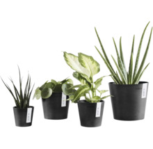 Patru plante de interior diferite în ghivece din plastic de culoare închisă de la marca Ecopots.