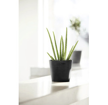 Plantă de aloe vera într-un ghiveci negru rotund Ecopots din plastic reciclat într-un mediu luminos.