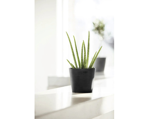 Plantă de aloe vera într-un ghiveci negru rotund Ecopots din plastic reciclat într-un mediu luminos.