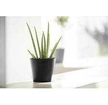 Plantă Aloe Vera într-un ghiveci negru Ecopots din plastic reciclat într-un interior luminos și modern.