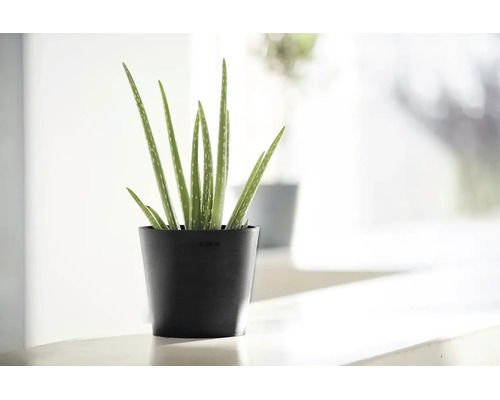 Plantă Aloe Vera într-un ghiveci negru Ecopots din plastic reciclat într-un interior luminos și modern.