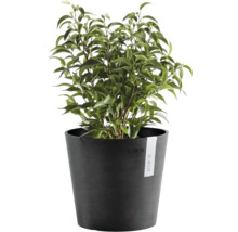 Planta verde de interior Ficus Benjamina intr un ghiveci rotund ECOPOTS de culoare antracit.
