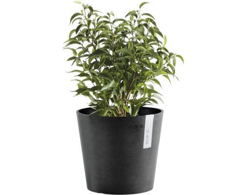 Planta verde de interior Ficus Benjamina intr un ghiveci rotund ECOPOTS de culoare antracit.