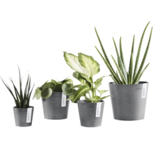 Patru plante de interior diferite precum Aloe Vera si Pilea in ghivece gri Ecopots de diferite dimensiuni.