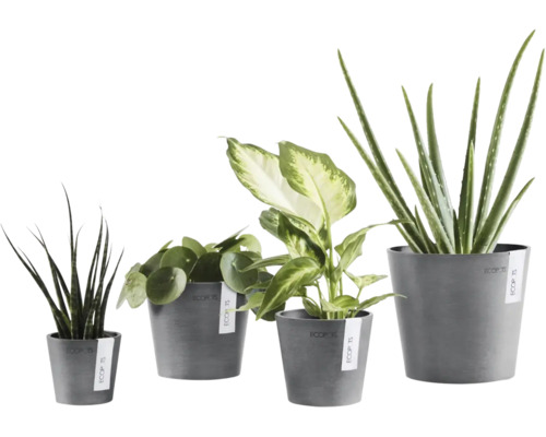 Patru plante de interior diferite precum Aloe Vera si Pilea in ghivece gri Ecopots de diferite dimensiuni.