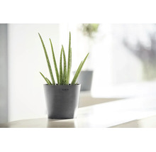 Plantă Aloe vera într-un ghiveci Ecopots gri închis, într-un interior modern și luminos.