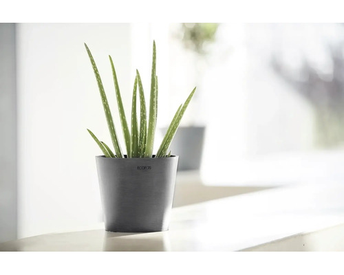 Plantă Aloe vera într-un ghiveci Ecopots gri închis, într-un interior modern și luminos.
