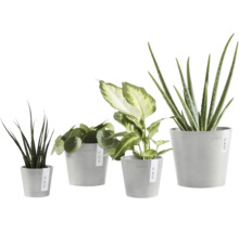 Patru plante de interior diferite în ghivece gri de la Ecopots: Sansevieria, Pilea, Dieffenbachia și Aloe Vera.