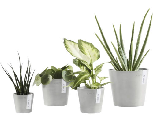 Patru plante de interior diferite în ghivece gri de la Ecopots: Sansevieria, Pilea, Dieffenbachia și Aloe Vera.