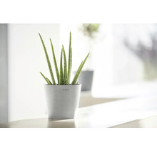 Plantă de interior Aloe Vera într-un ghiveci Ecopots rotund gri deschis pe o suprafață luminoasă.