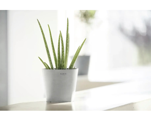 Plantă de interior Aloe Vera într-un ghiveci Ecopots rotund gri deschis pe o suprafață luminoasă.