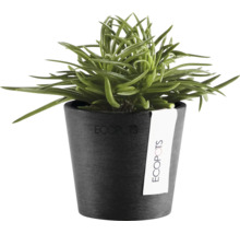 Plantă de interior verde într-un ghiveci Ecopots de culoare antracit fabricat din plastic reciclat.
