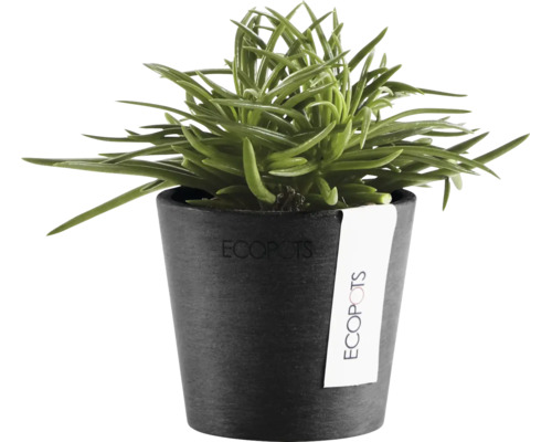 Plantă de interior verde într-un ghiveci Ecopots de culoare antracit fabricat din plastic reciclat.