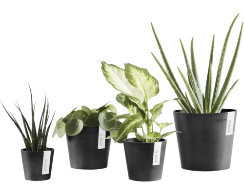 Patru plante de interior diferite în ghivece din plastic de culoare antracit de la marca Ecopots.