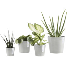 Patru plante de interior diferite în ghivece gri Ecopots, inclusiv Aloe Vera, Pilea și Sansevieria.