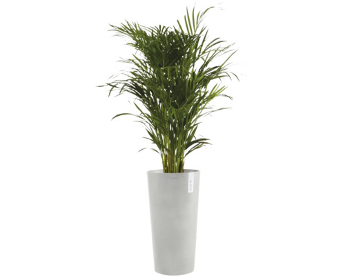 Palmier Areca în ghiveci înalt ECOPOTS gri.