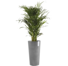 Palmier Areca într-un ghiveci de flori gri înalt marca Ecopots.