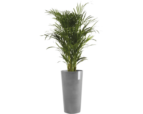 Palmier Areca într-un ghiveci de flori gri înalt marca Ecopots.
