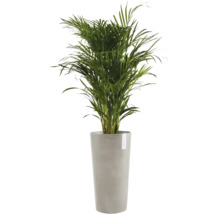 Palmier Areca, plantă de interior într-un ghiveci înalt gri de la Ecopots.