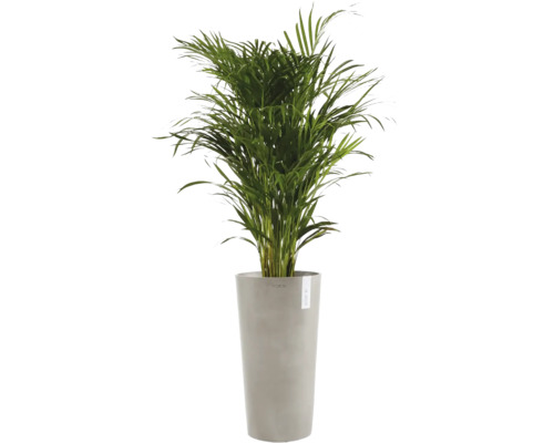 Palmier Areca, plantă de interior într-un ghiveci înalt gri de la Ecopots.