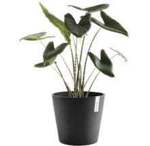 Plantă de interior Alocasia zebrina cu tulpini în dungi într-un ghiveci negru Ecopots.