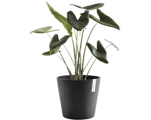 Plantă de interior Alocasia zebrina cu tulpini în dungi într-un ghiveci negru Ecopots.