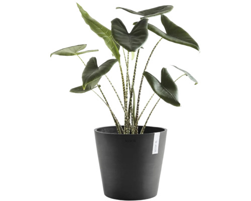 Plantă de interior Alocasia Zebrina cu tulpini tărcate într-un ghiveci rotund Ecopots de culoare antracit.