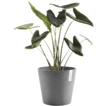 Plantă de apartament Alocasia Zebrina cu tulpini în dungi și frunze mari într-un ghiveci gri Ecopots.