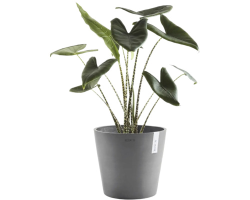 Plantă de apartament Alocasia Zebrina cu tulpini în dungi și frunze mari într-un ghiveci gri Ecopots.