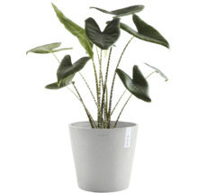 Plantă de interior Alocasia Zebrina cu tulpini dungate într-un ghiveci gri Ecopots.