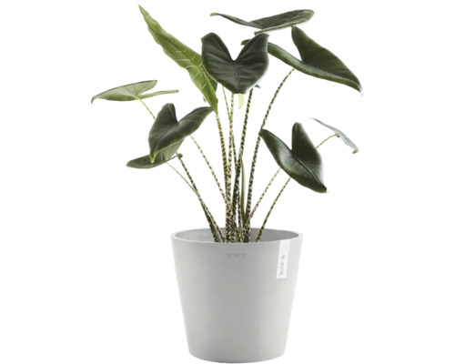 Plantă de interior Alocasia Zebrina cu tulpini dungate într-un ghiveci gri Ecopots.