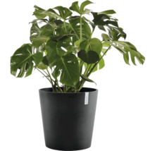 Plantă de interior Monstera deliciosa în ghiveci de plastic negru, cu frunze verzi mari, adânc crestate.